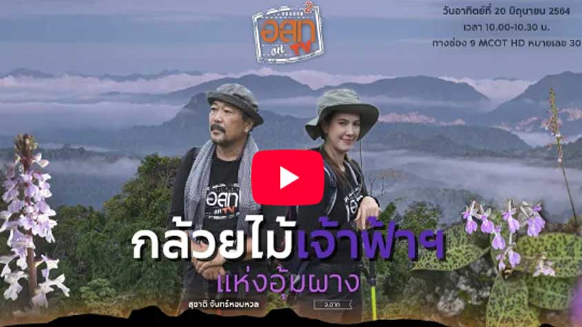 กล้วยไม้เจ้าฟ้าฯ แห่งอุ้มผาง